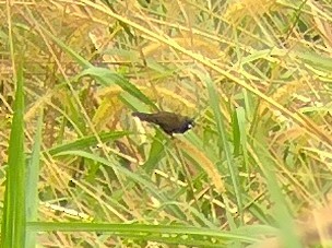 Dusky Munia - Lars Mannzen