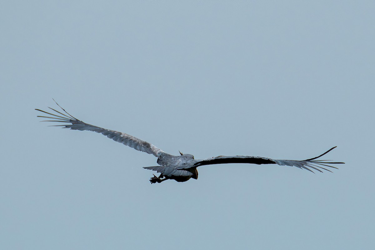 treskonebb - ML614297748