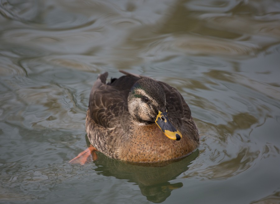 ボンボネロ　蓄光　迷彩　カモ ボンボネロ 蓄光 迷彩 カモ - メルカリ