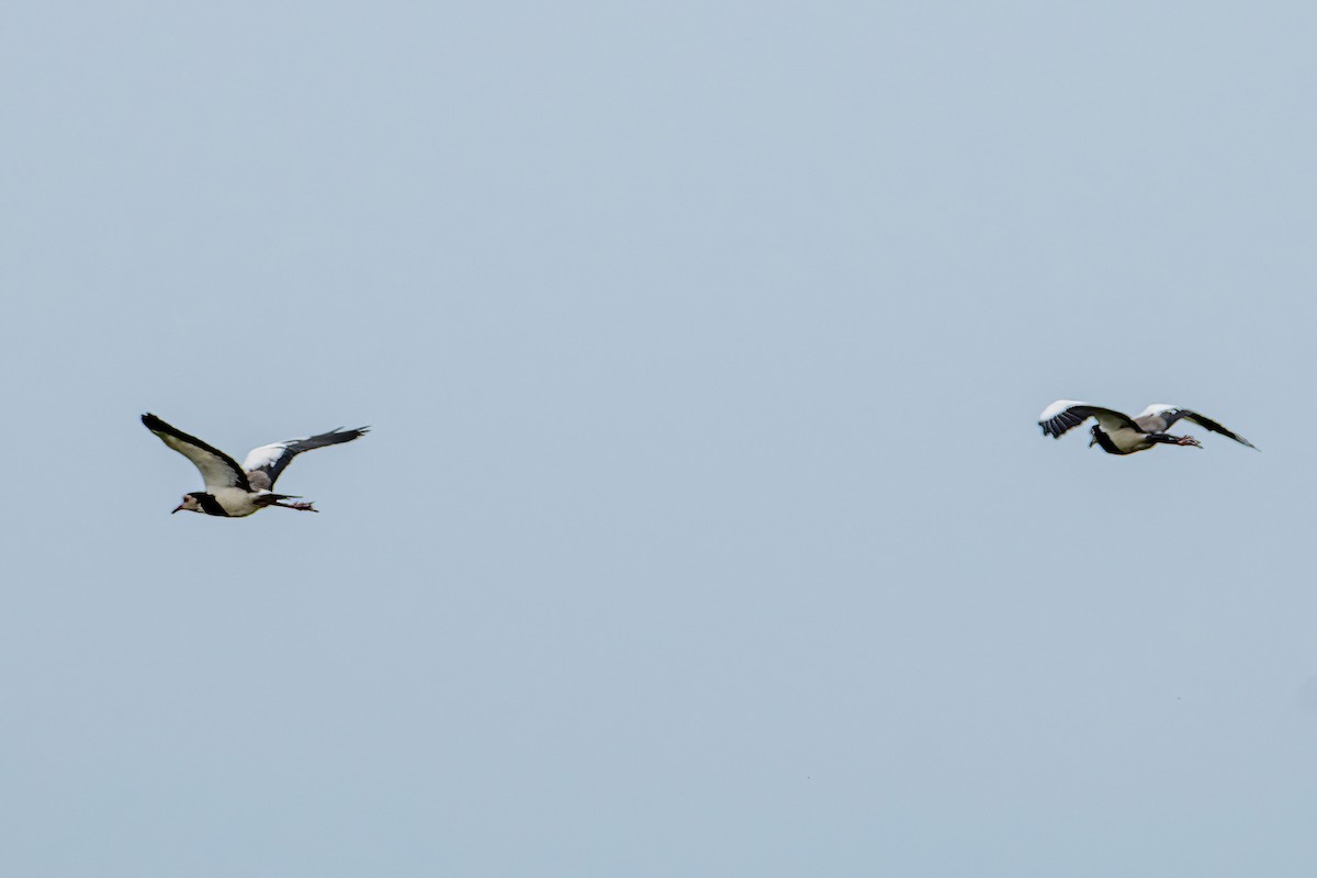 langtåvipe - ML614297761