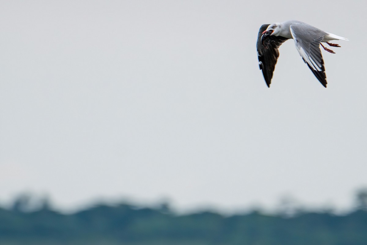 Gray-hooded Gull - Michal Budzynski