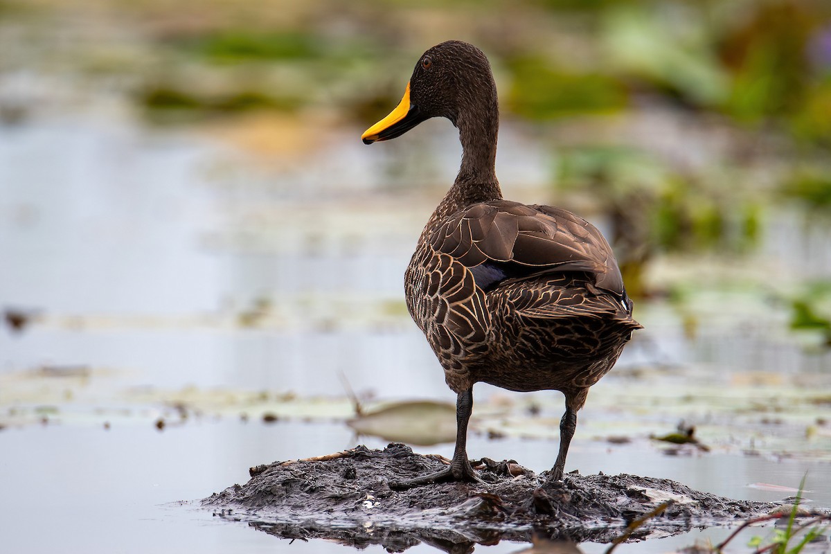 gulnebband - ML614297769