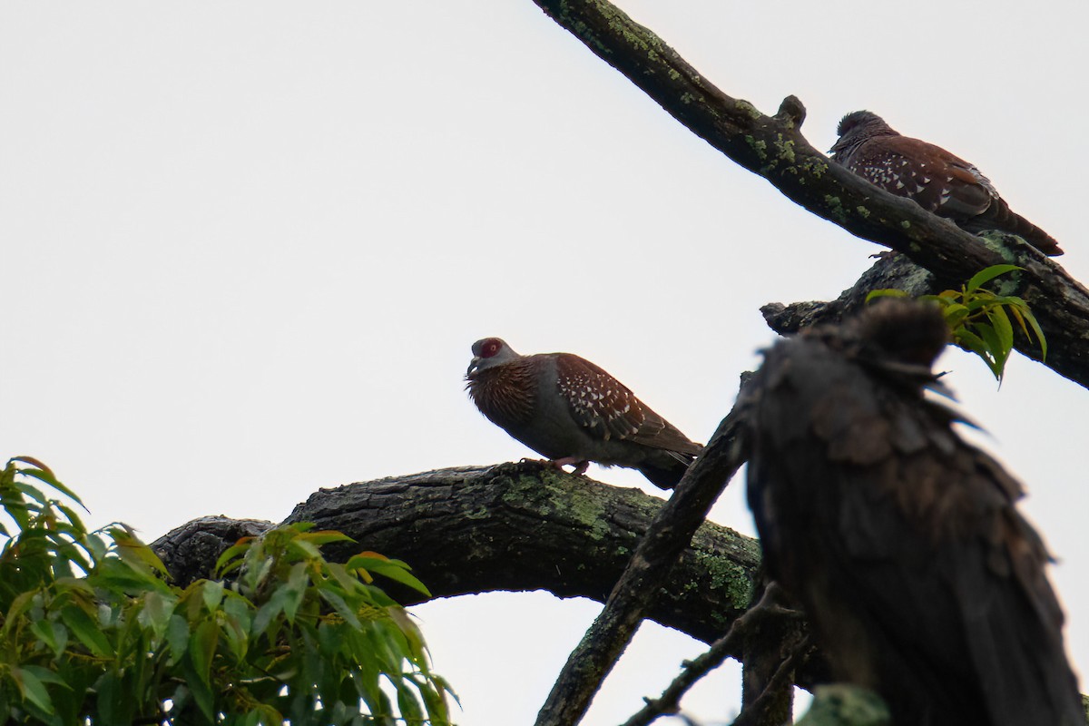 spragledue - ML614297770