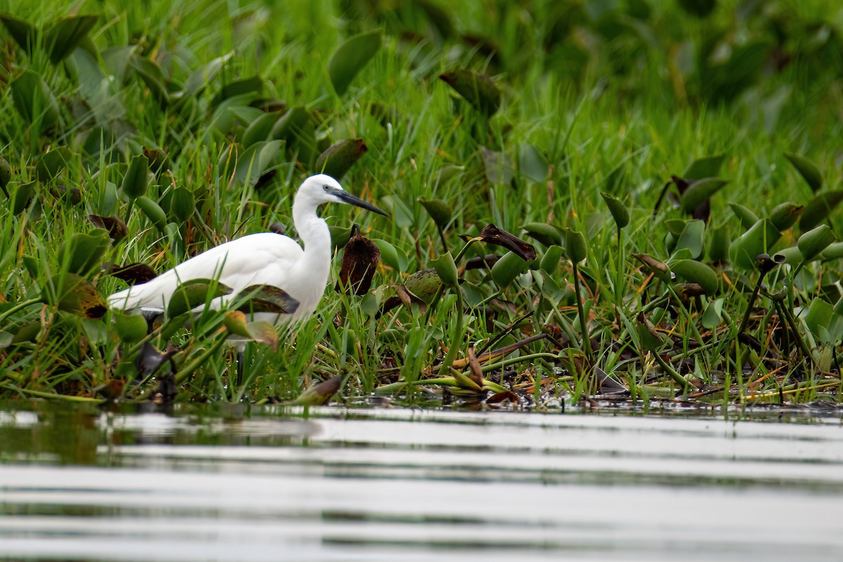 Little Egret - ML614297773