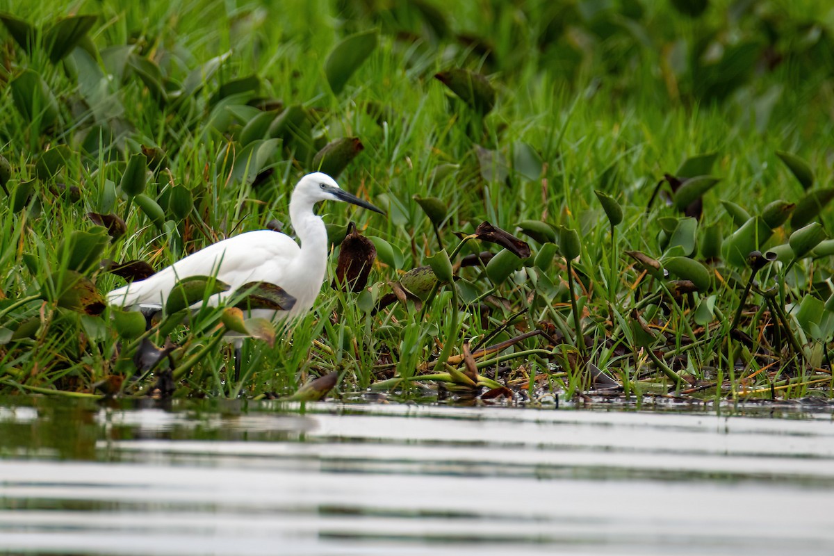 silkehegre - ML614297773