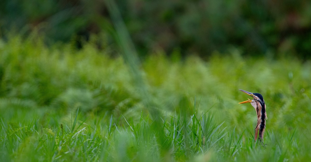 purpurhegre - ML614297789