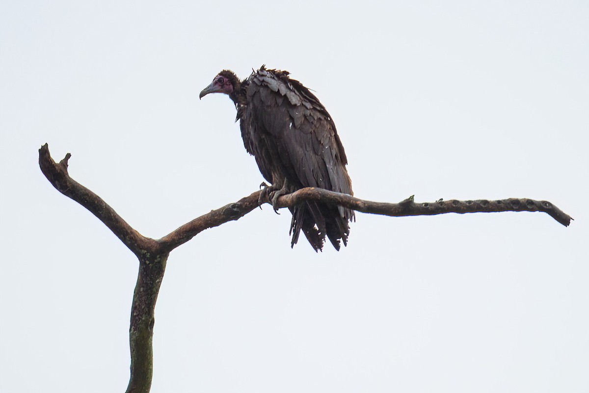 hettegribb - ML614297791