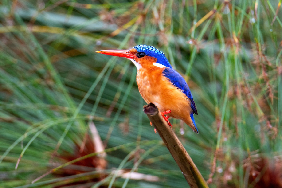 tiaraisfugl - ML614297792