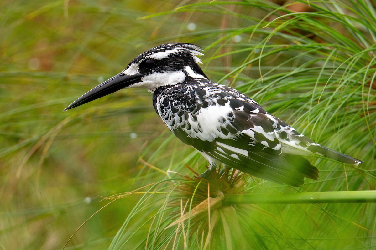 Pied Kingfisher - ML614297793