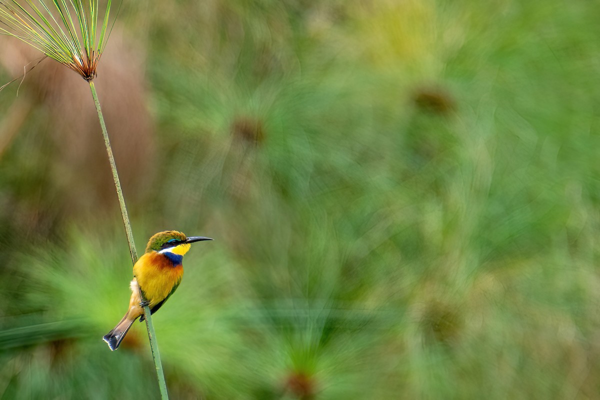 blåbrystbieter - ML614297794