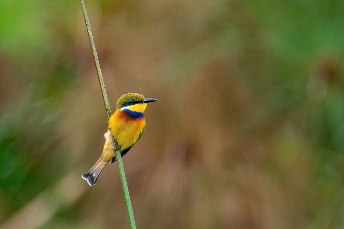 blåbrystbieter - ML614297795