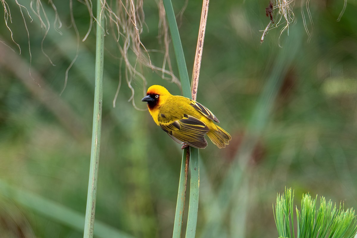 kastanjestrupevever - ML614297797