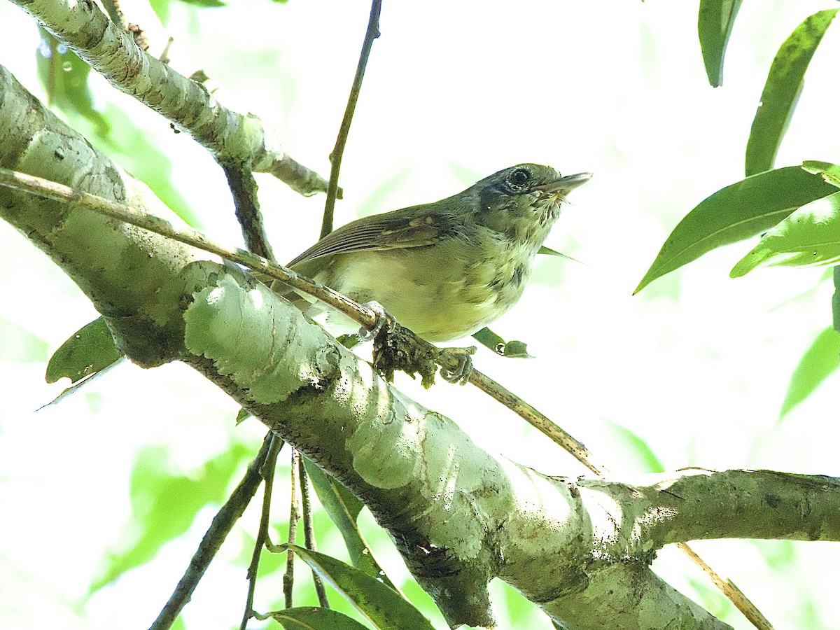 Plain Antvireo - Craig Rasmussen