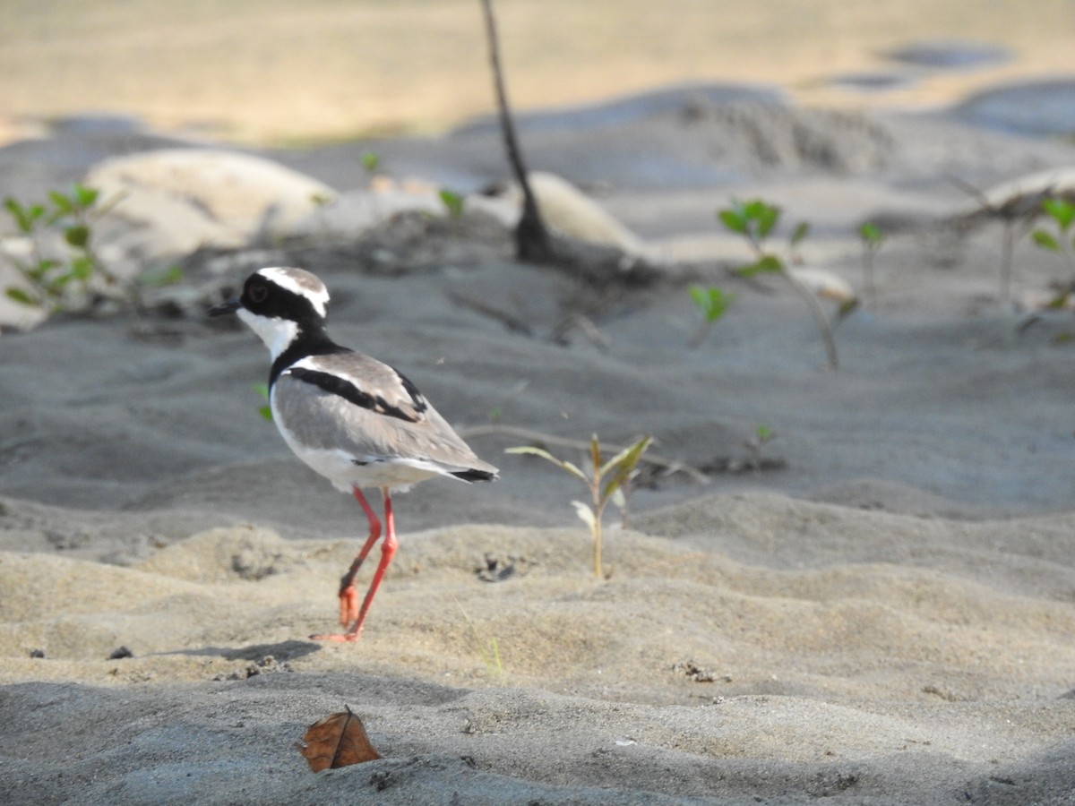 Pied Plover - ML614297841