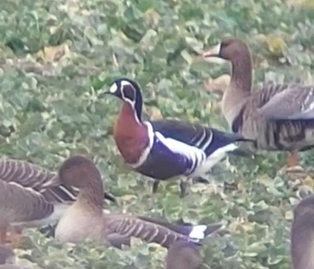 Red-breasted Goose - Robin Ziegler