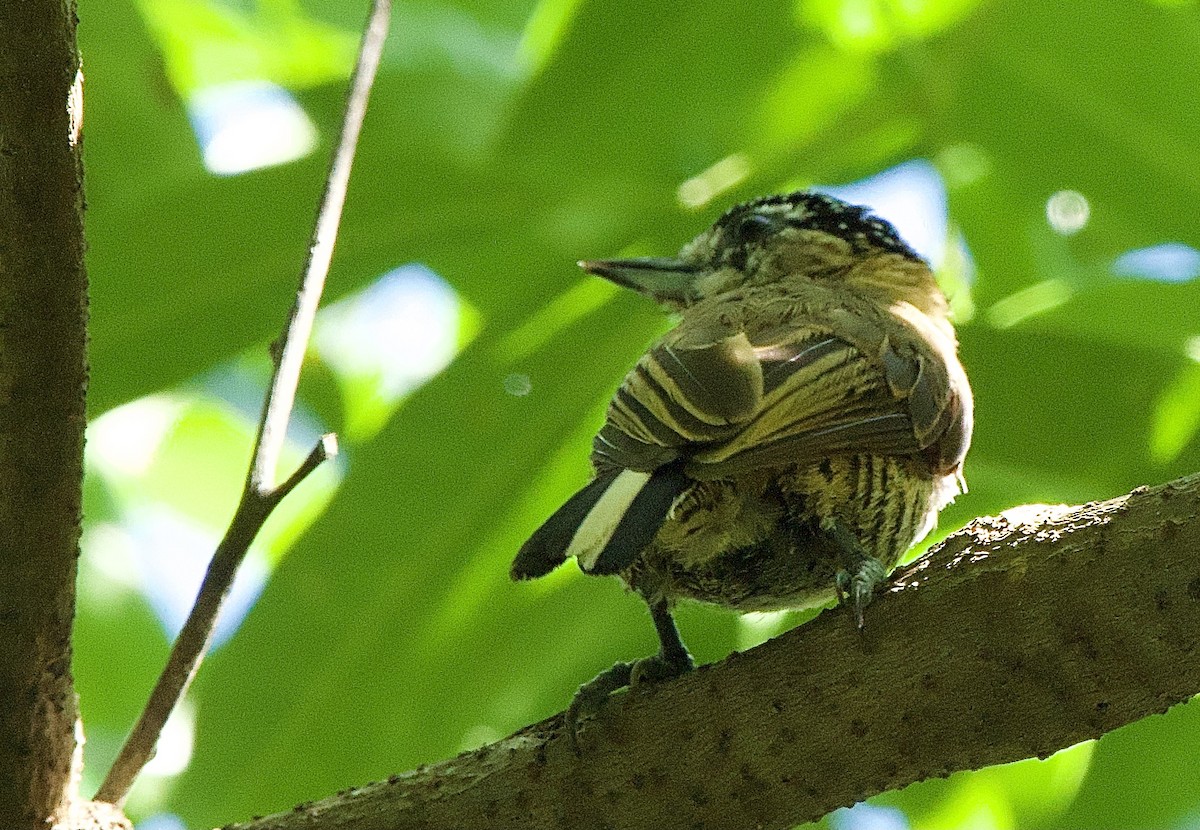 Ochre-collared Piculet - ML614297867