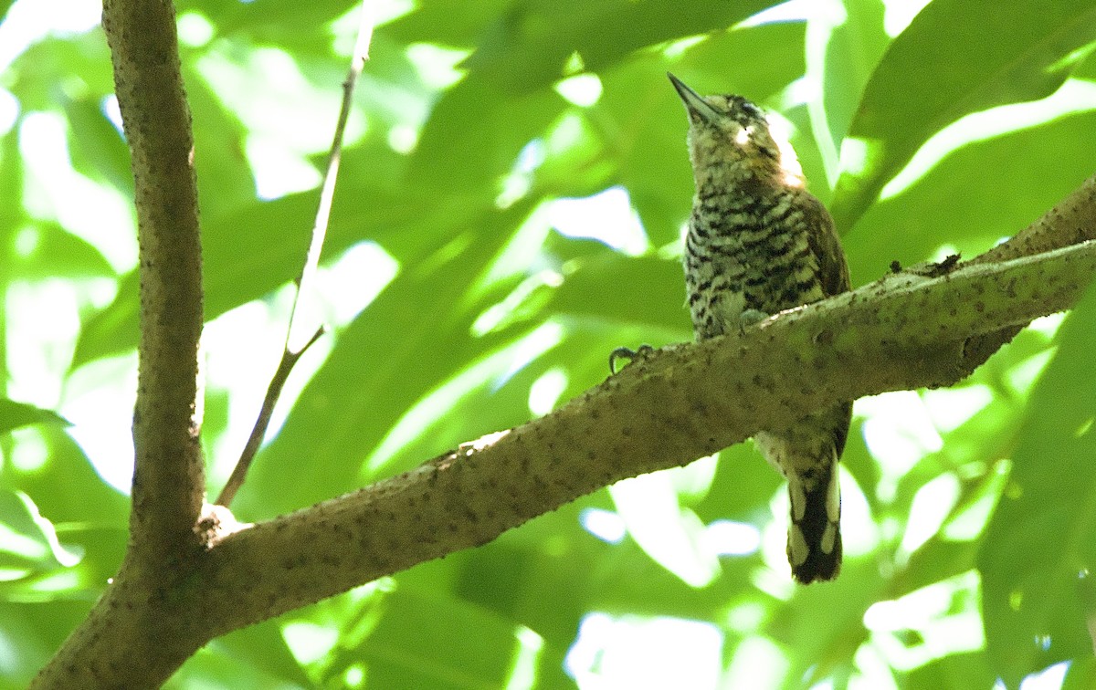 Ochre-collared Piculet - ML614297868