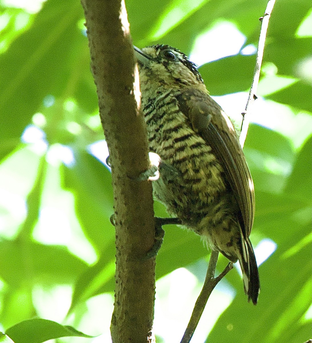 Ochre-collared Piculet - ML614297869