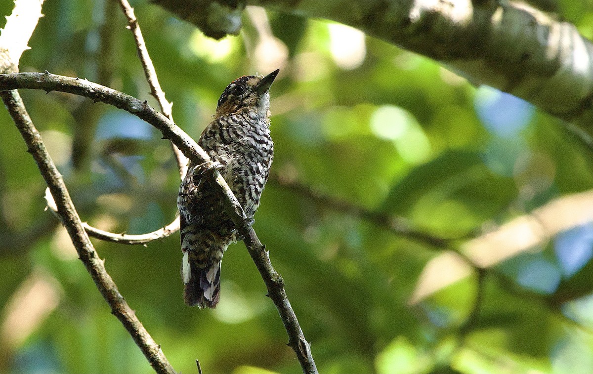 Ochre-collared Piculet - ML614297871