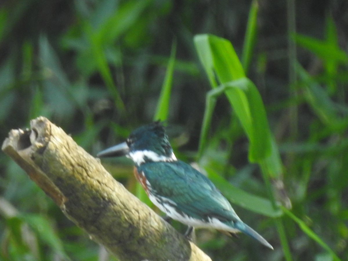 Amazon Kingfisher - ML614297944
