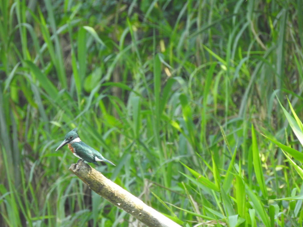 Amazon Kingfisher - ML614297945