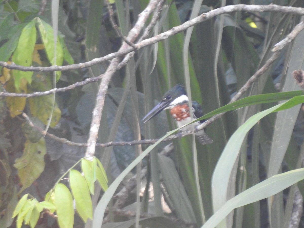 Amazon Kingfisher - ML614297946