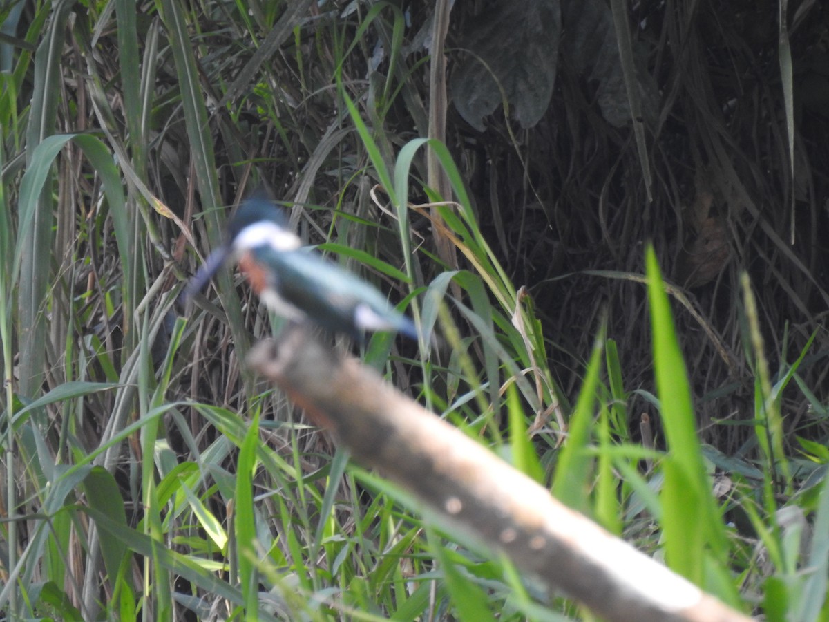 Amazon Kingfisher - ML614297947