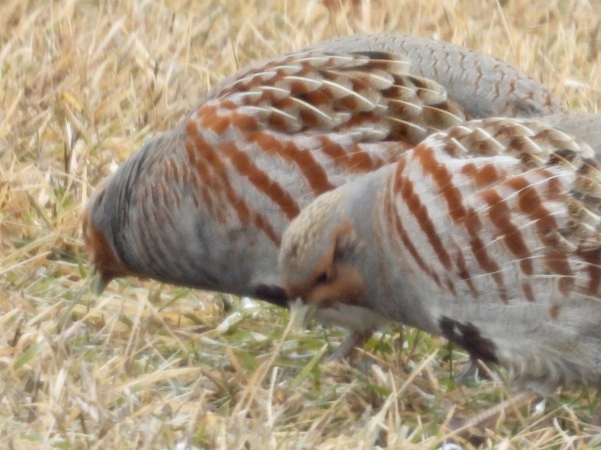 Gray Partridge - ML614297983