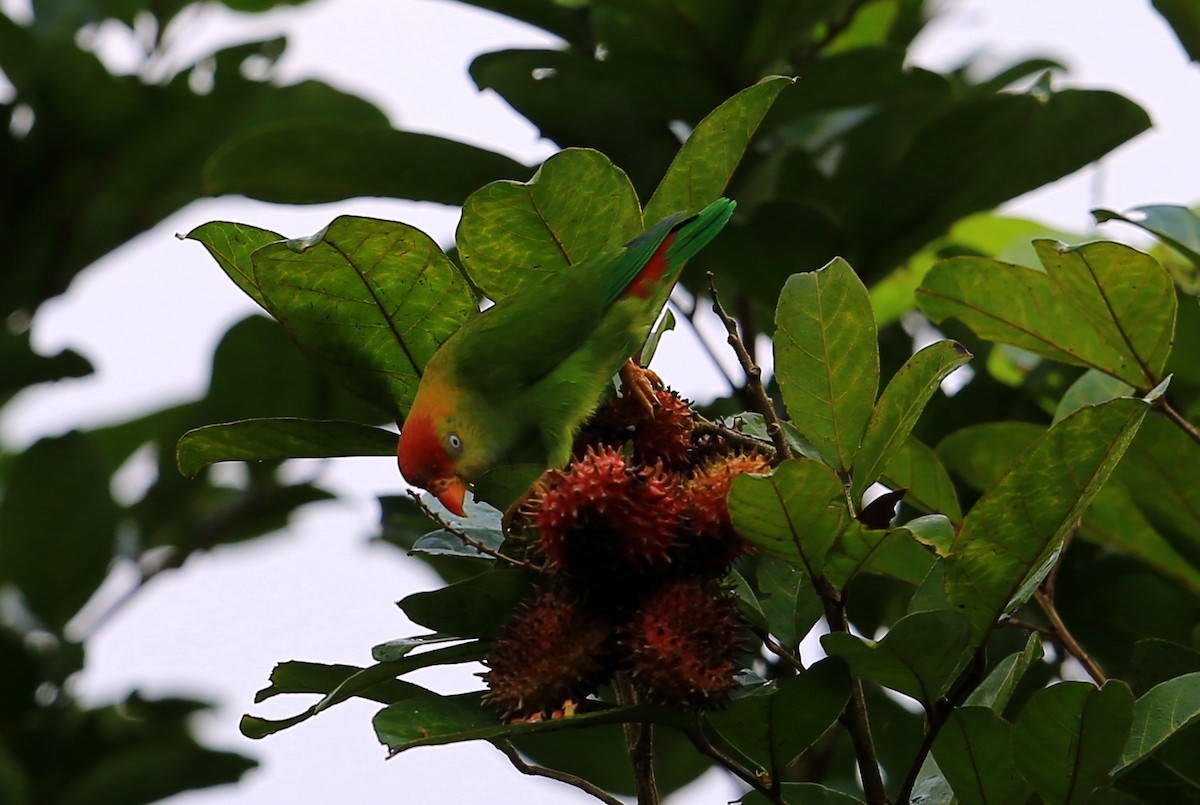 Sri Lanka Hanging-Parrot - ML614298048