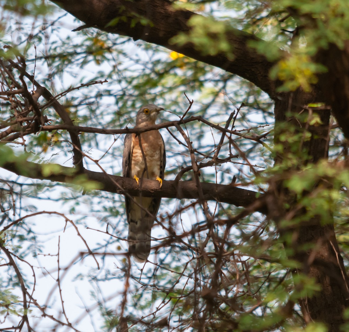 Common Hawk-Cuckoo - Arun Raghuraman