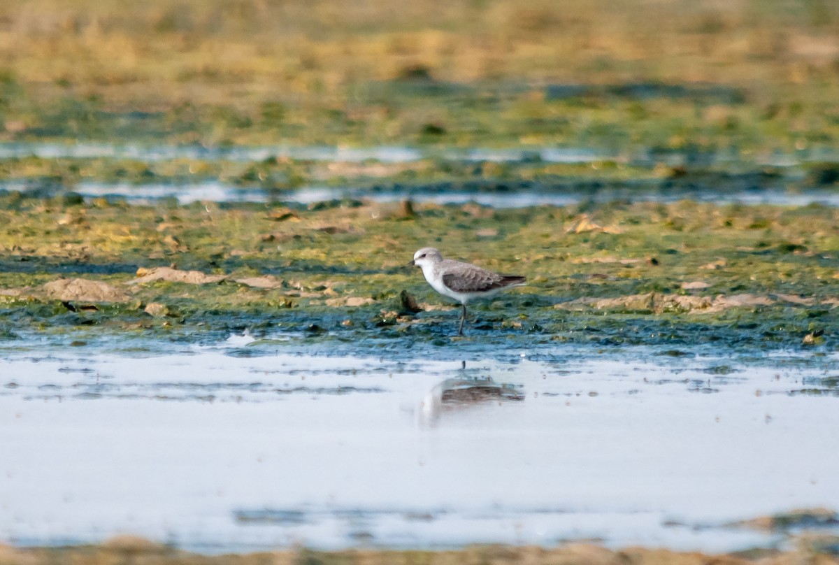 Kentish Plover - ML614298099