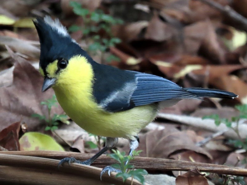 Taiwan Yellow Tit - ML614298101