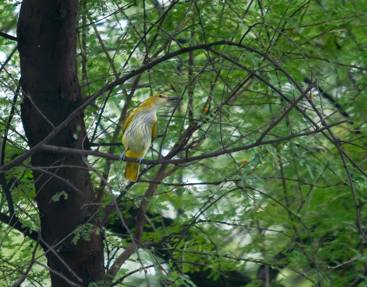 Indian Golden Oriole - ML614298117