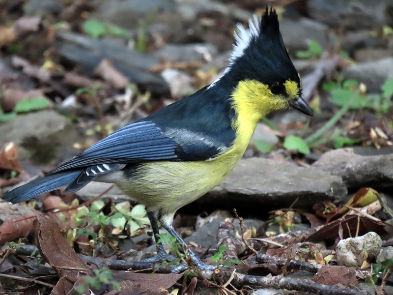 Taiwan Yellow Tit - ML614298119