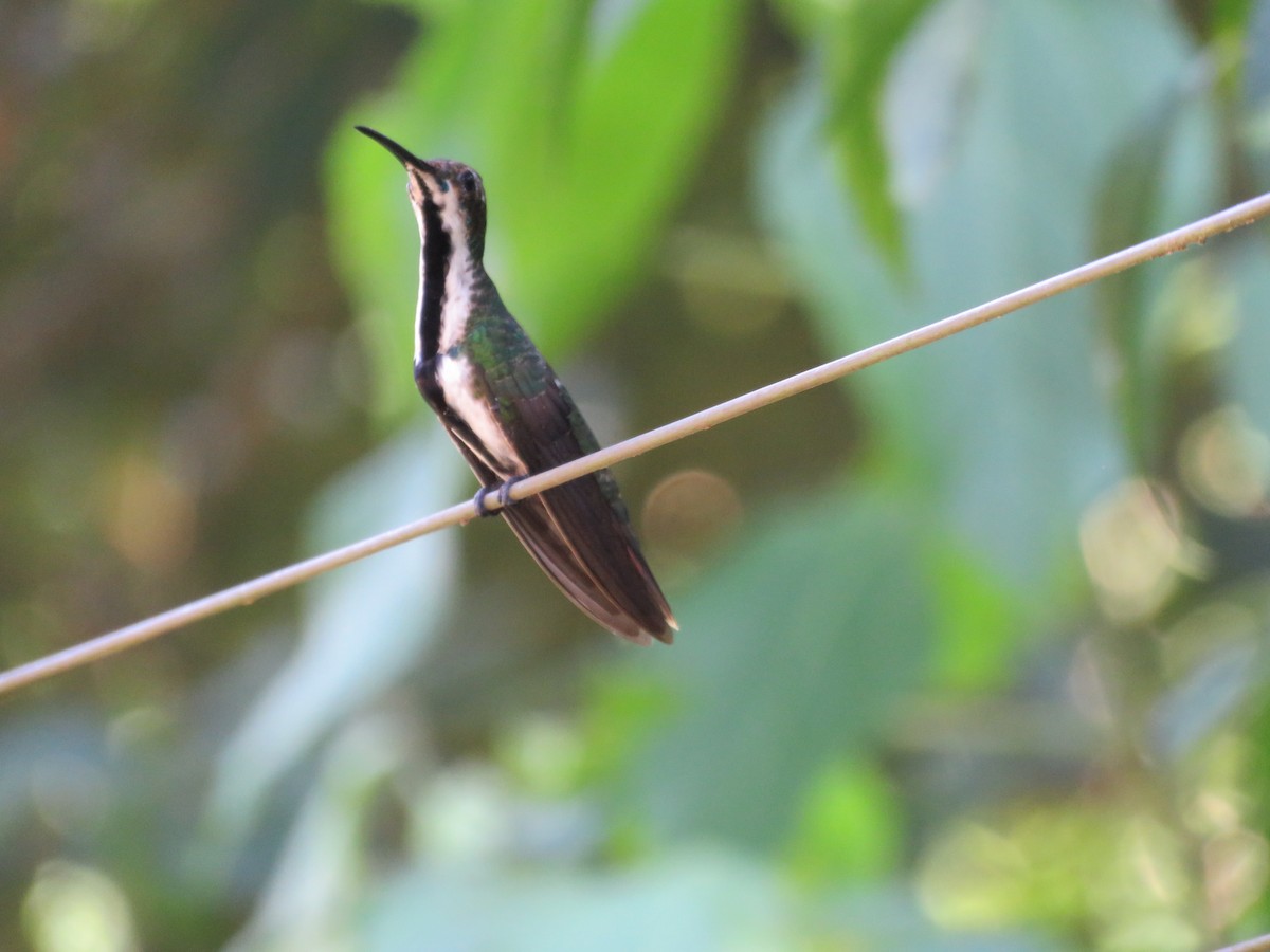 kolibřík tropický - ML614298132