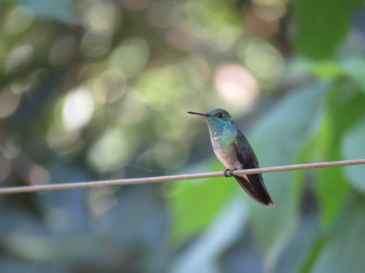 White-throated Hummingbird - ML614298142