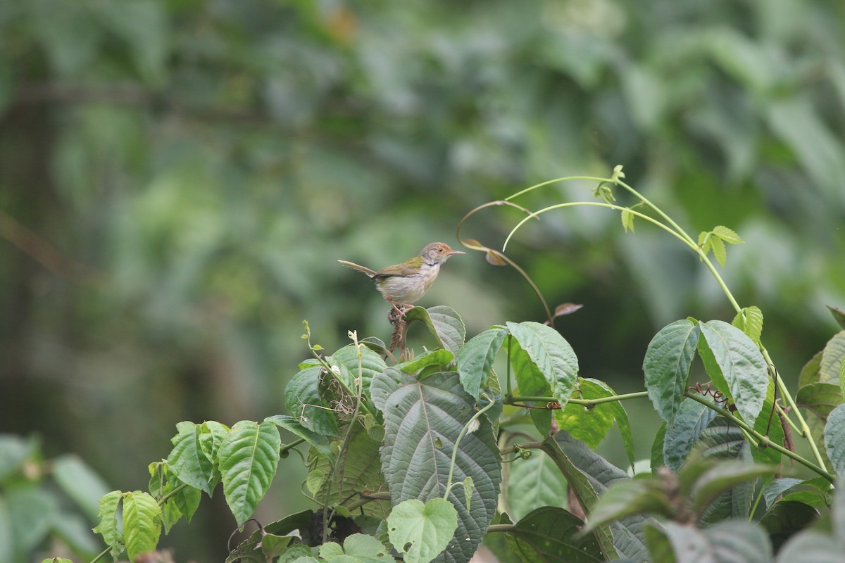 Common Tailorbird - Dhyey Shah