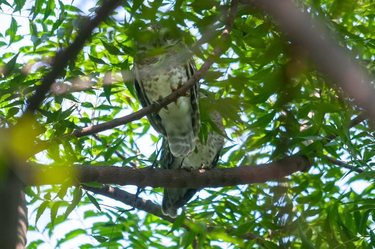 Spotted Owlet - ML614298156