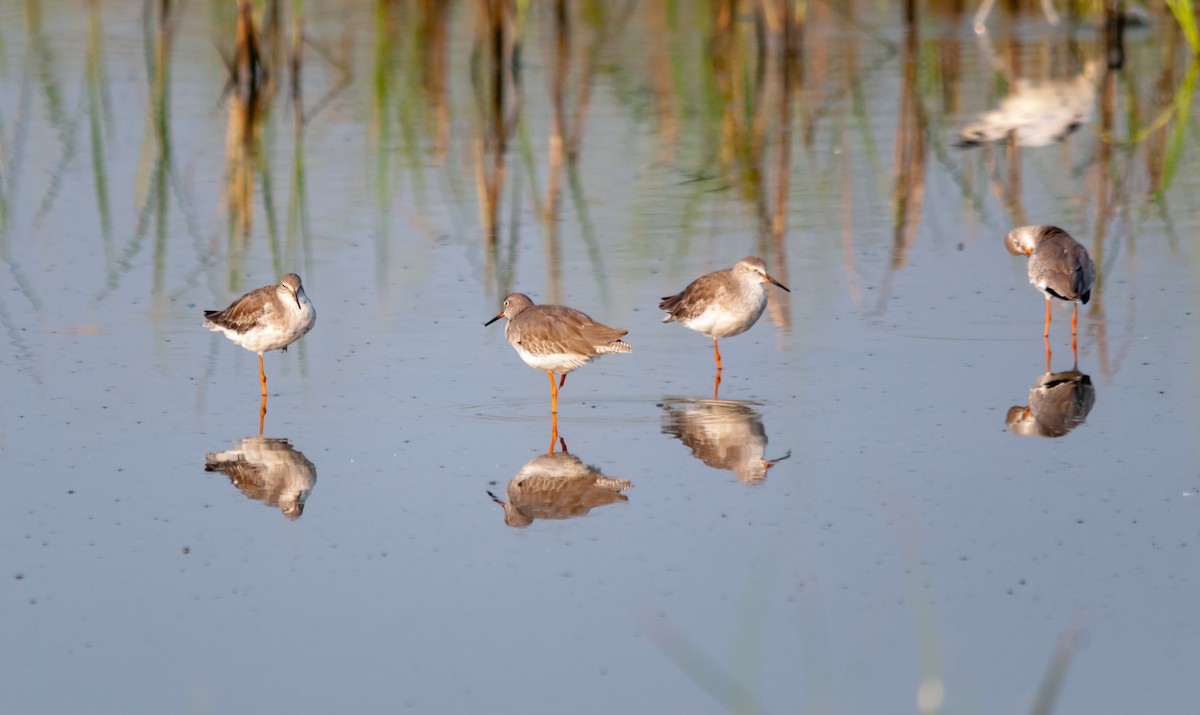 Spotted Redshank - ML614298161