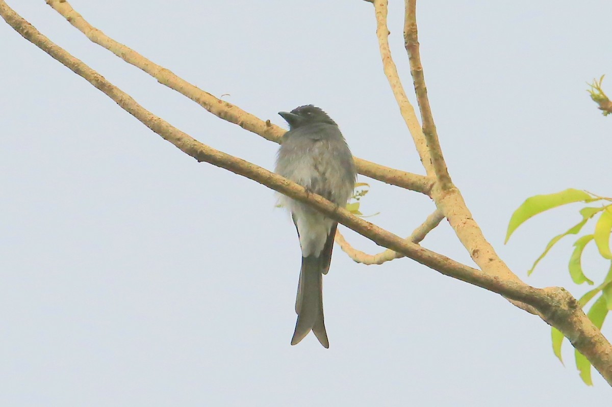 White-bellied Drongo (White-vented) - Fanis Theofanopoulos (ASalafa Deri)