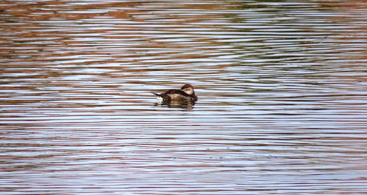 kachnice kaštanová - ML614298246