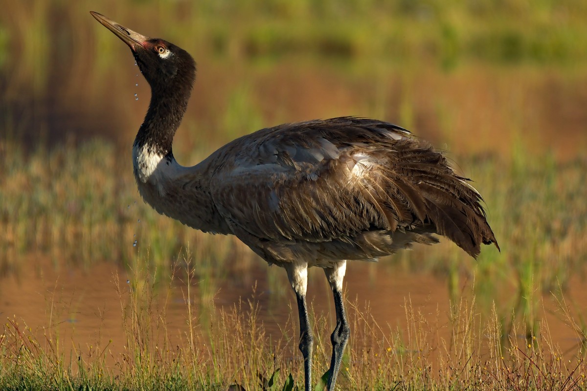 Black-necked Crane - Dhyey Shah