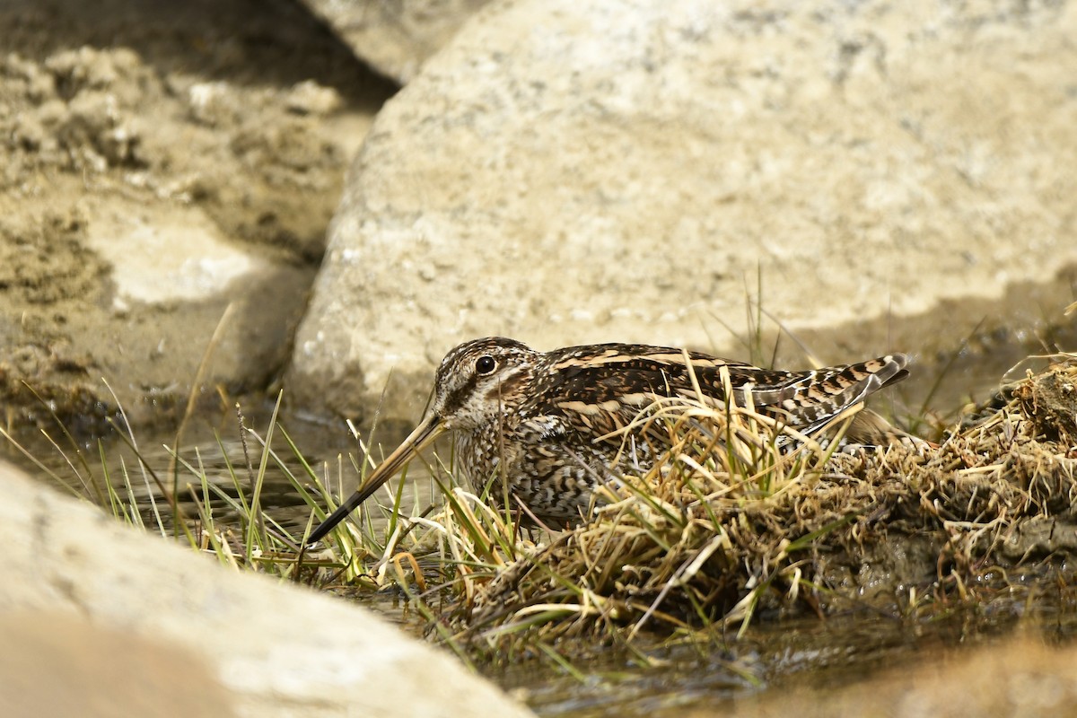 Solitary Snipe - Dhyey Shah