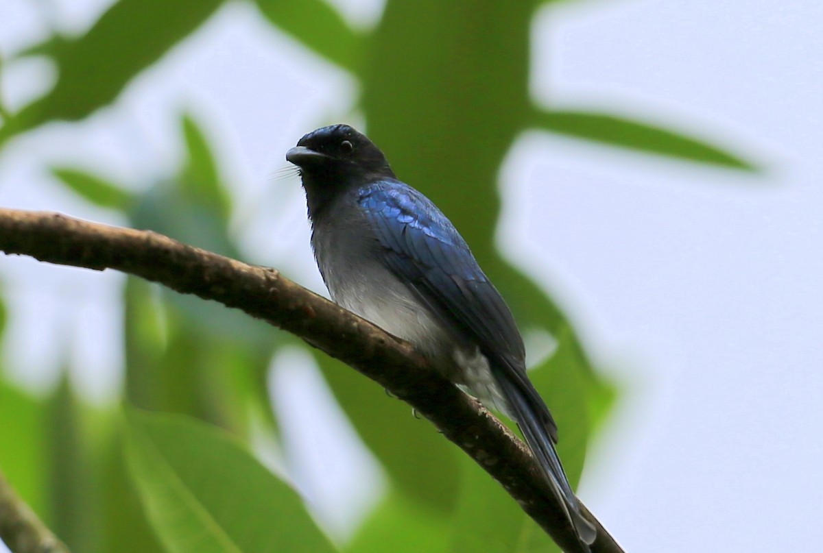 White-bellied Drongo (White-vented) - ML614298277