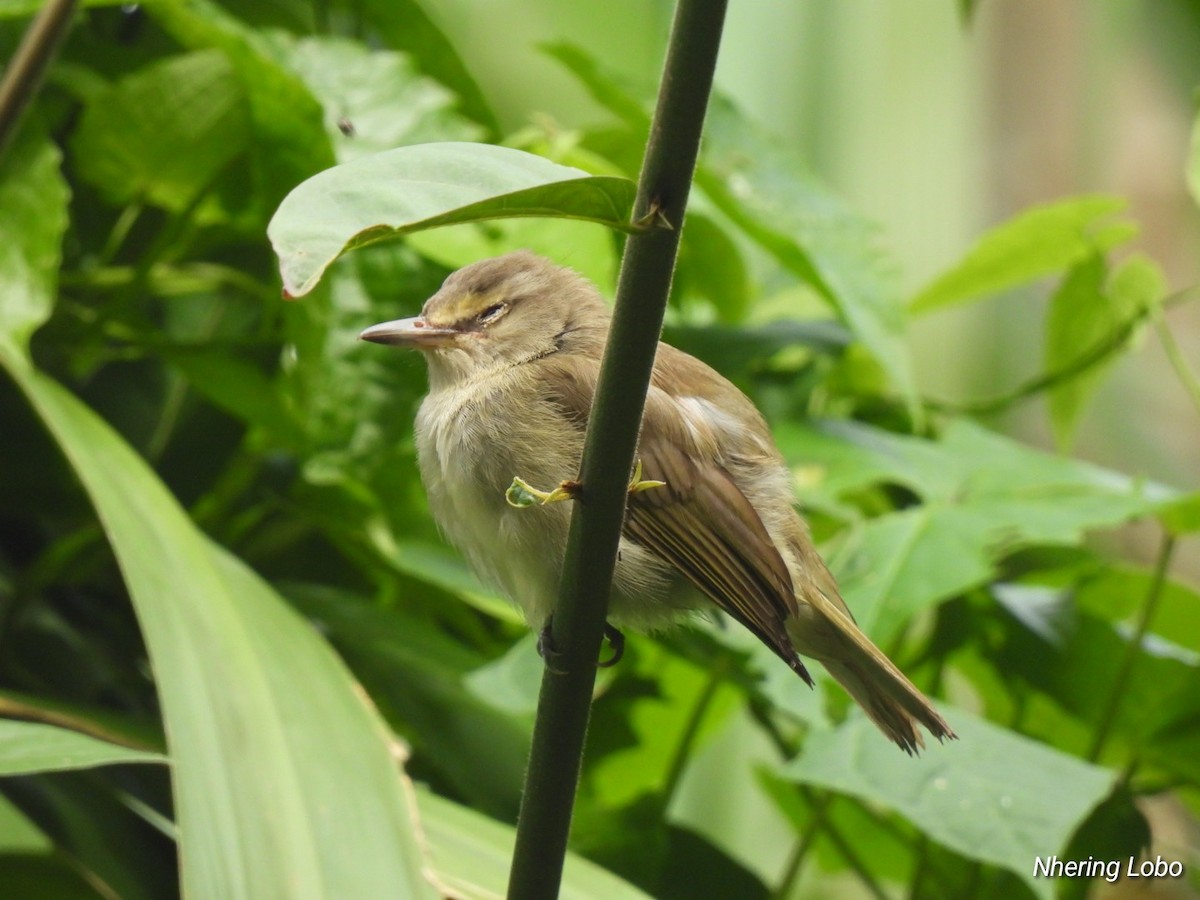 Yucatan Vireo - ML614298299