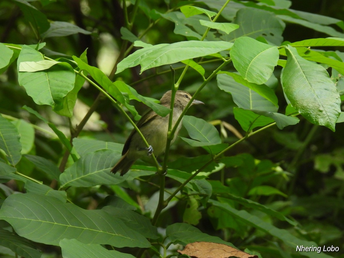 Yucatan Vireo - ML614298300