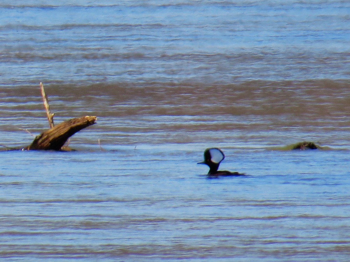 Hooded Merganser - ML614298325