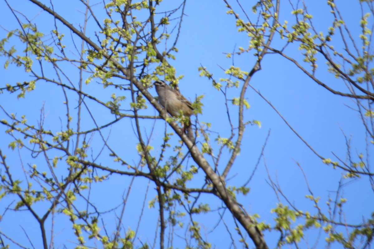 White-crowned Sparrow - ML614298394