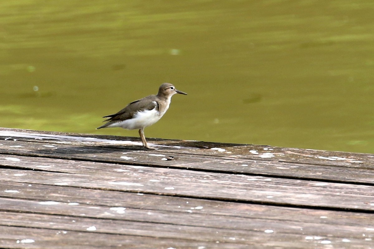 Spotted Sandpiper - ML614298517