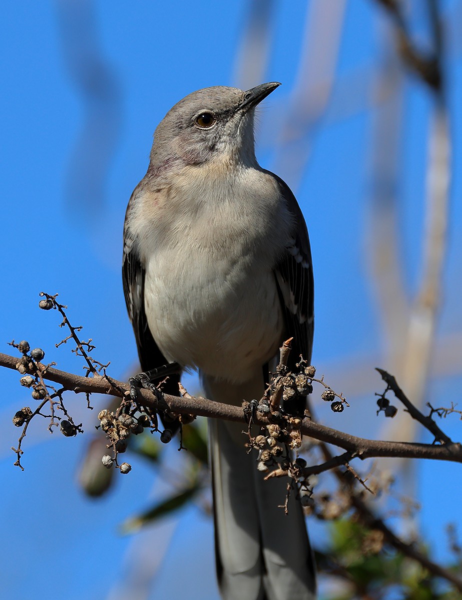 Northern Mockingbird - ML614298518